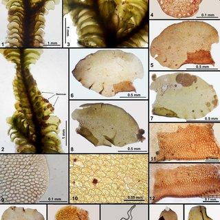 Thysananthus-repletus-Taylor-Sukkharak-Gradstein-1-A-portion-of-plant-in-ventral_Q320.jpg