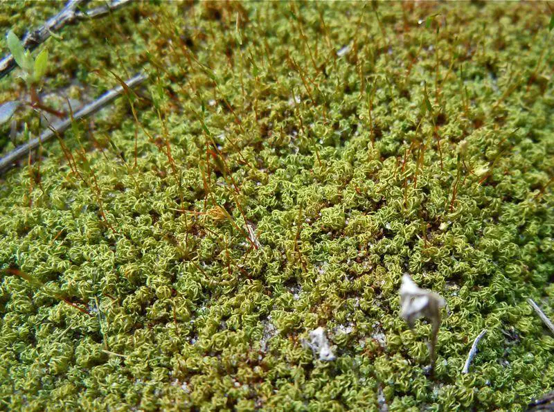 Discover Tortella: The Enchanting Humility of a Tiny Moss | Outdoor Moss