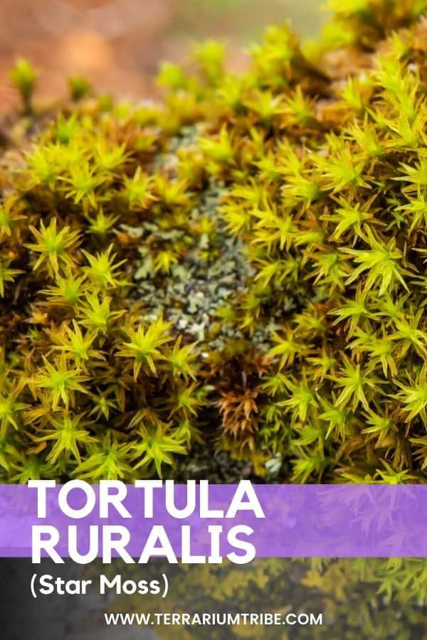 Tortula-Ruralis-Star-Moss-Pin-3-600x900-.jpg