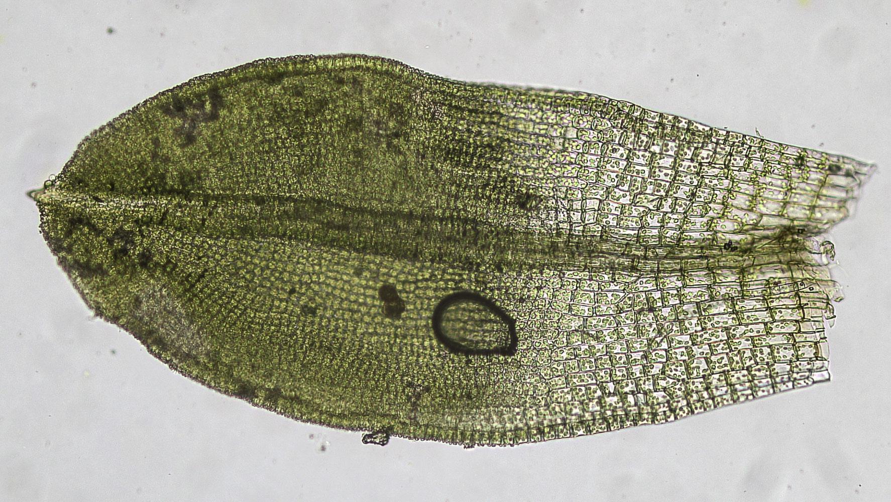 Tortula-obtusifolia-3.jpg
