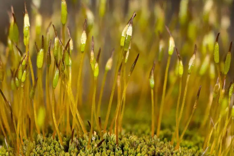 Tortula-obtusifolia-6-768x512.jpg