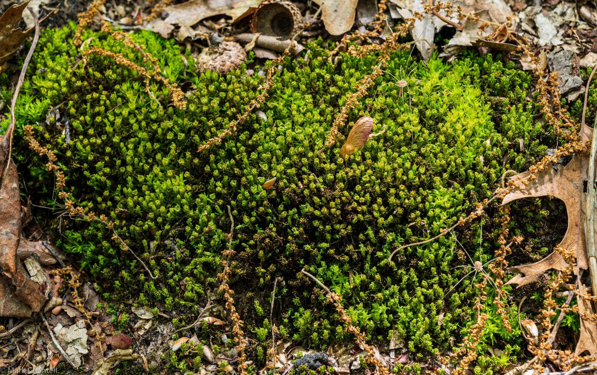 Torturerd-Tortella-Moss-1.jpg