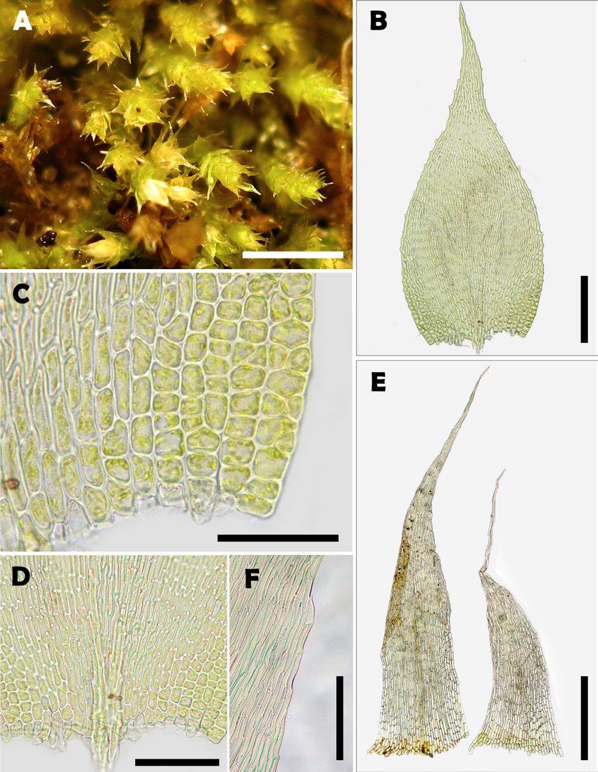 Trachyphyllum-dusenii-Muell-Hal-ex-Broth-Broth-A-Habito-B-Hoja-C-Celulas-alares.png