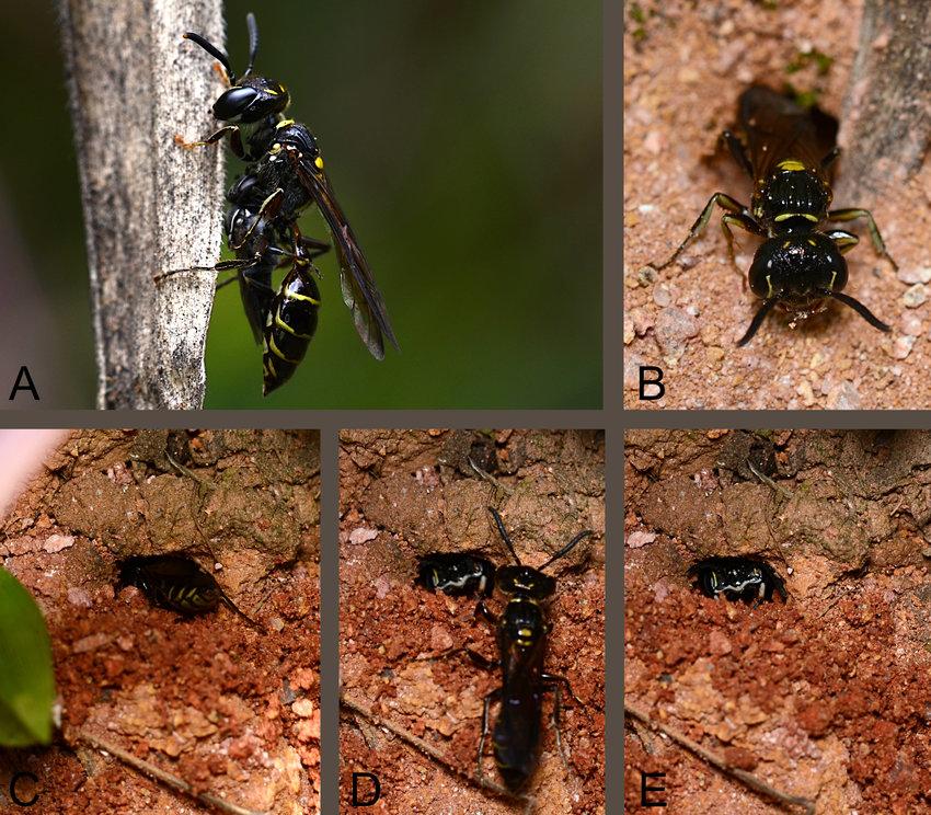 Trachypus-taschenbergi-biology-A-female-carrying-a-prey-Paratrigona-subnuda-drone.png