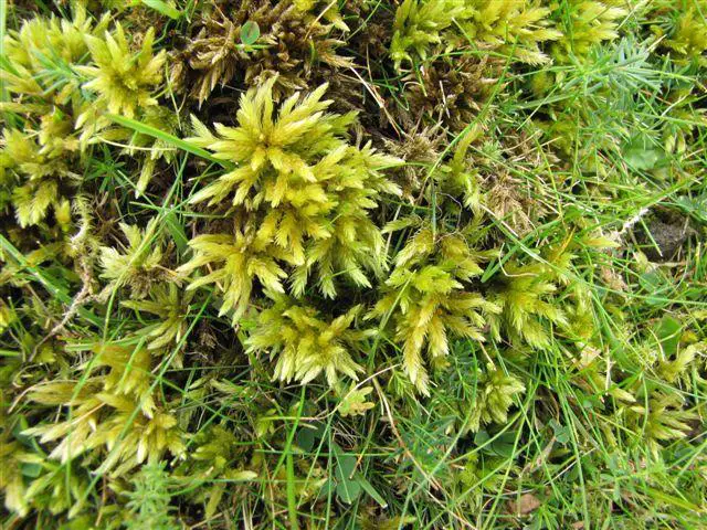Tree-moss-Climacium-dendroides-near-Loch-an-Aigeil-stoer-13-7-14.jpg