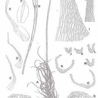 Trematodon-longifolius-A-Fruiting-plant-plus-part-of-seta-B-Upper-seta-and-immature_Q320.jpg