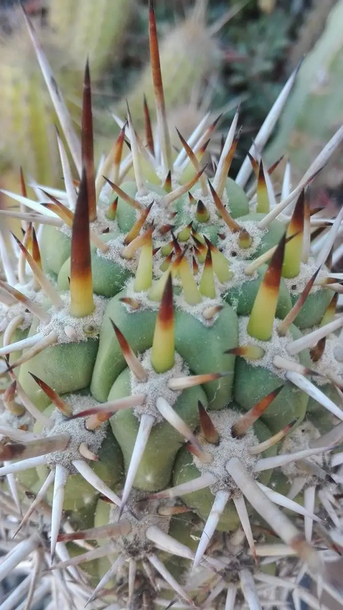 Trichocereus-skottsbergii-Pedro-Lopez-Artes-2-Echinopsis-chiloensis-skottsbergii.jpg