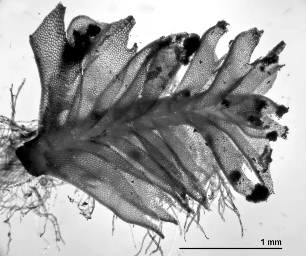 Tritomaria-exsectiformis-shoot-1024x857.jpg