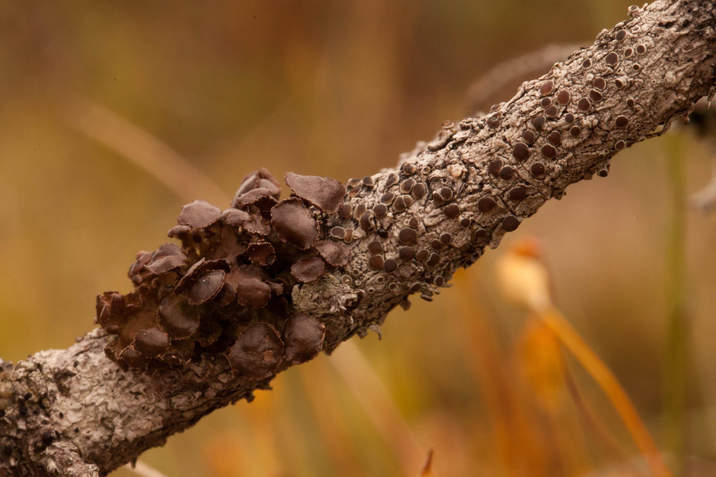 Tuckermanopsis-sepincola.jpg