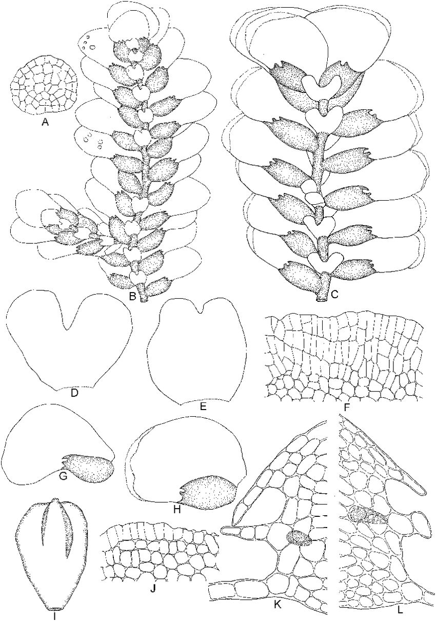 Tuyamaella-serratistipa-SHatt-A-Cross-section-of-stem-B-Part-of-plant-ventral-view.png