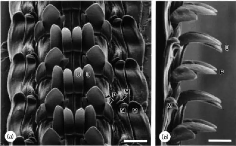 Two-views-of-the-radula-of-Patella-caerulea-a-inclined-at-453-b-side-view-The.png