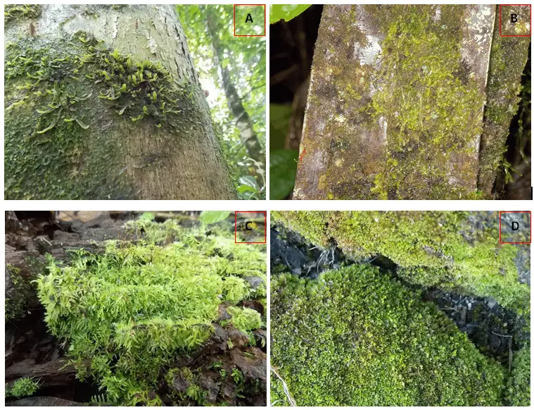 Types-of-common-epiphytic-bryophytes-A-Neckeropsis-sp-on-logs-B-Ectropothecium-sp1.png