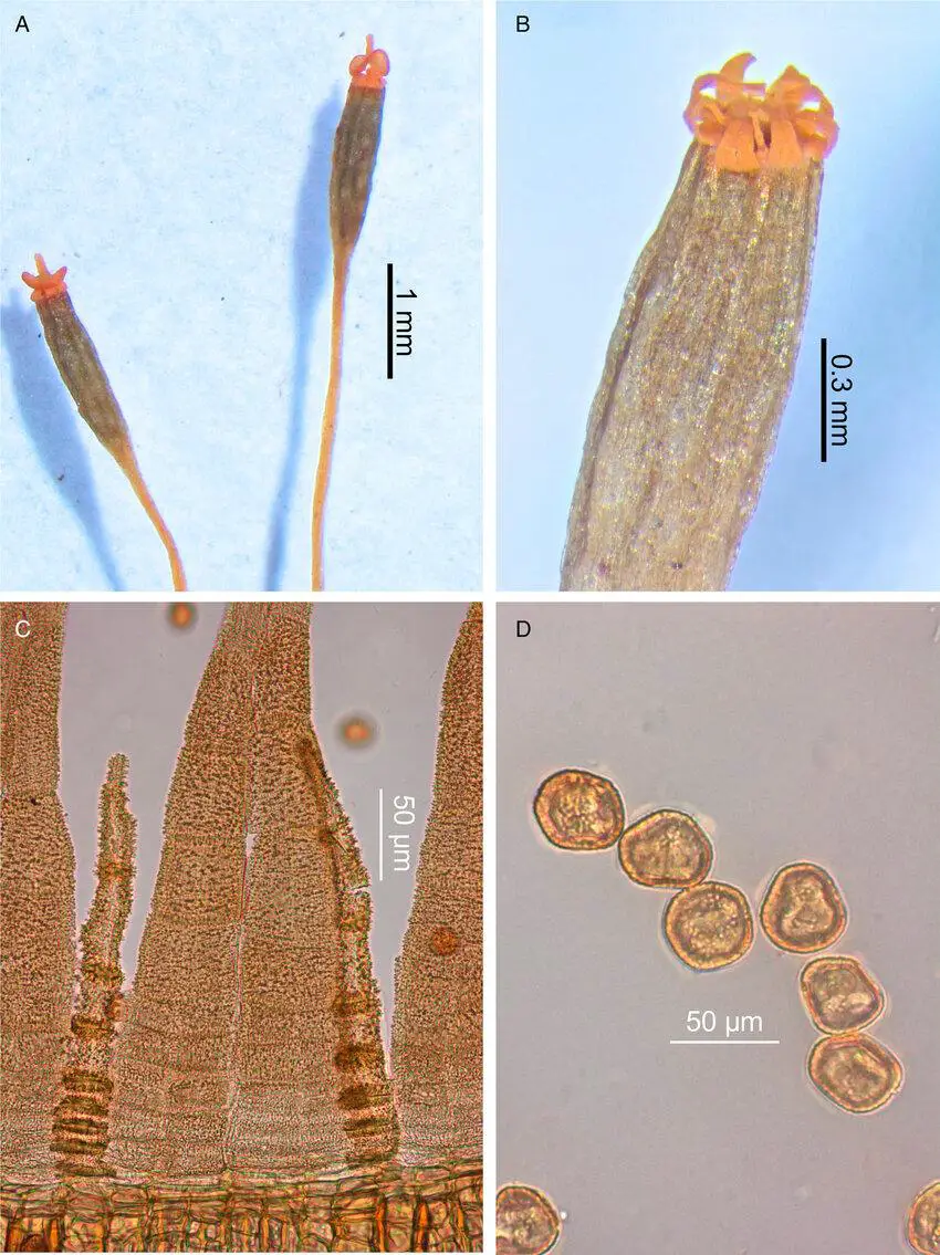 Typification-of-Ulota-macrodontia-Dusen-ex-Malta-Details-of-main-morphological.png