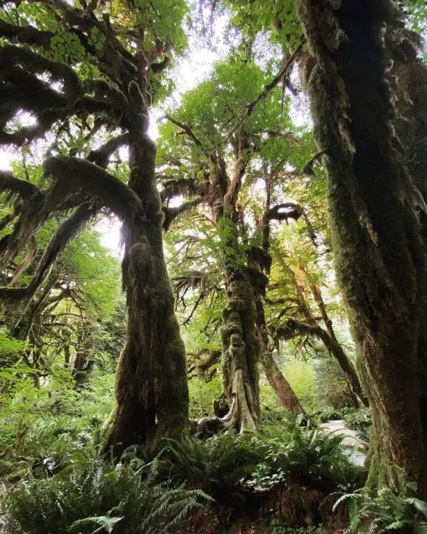 USA-Washington-Olympic-National-Park-Hoh-Rainforest-IG-planet.katie_-e1629907661481.jpg