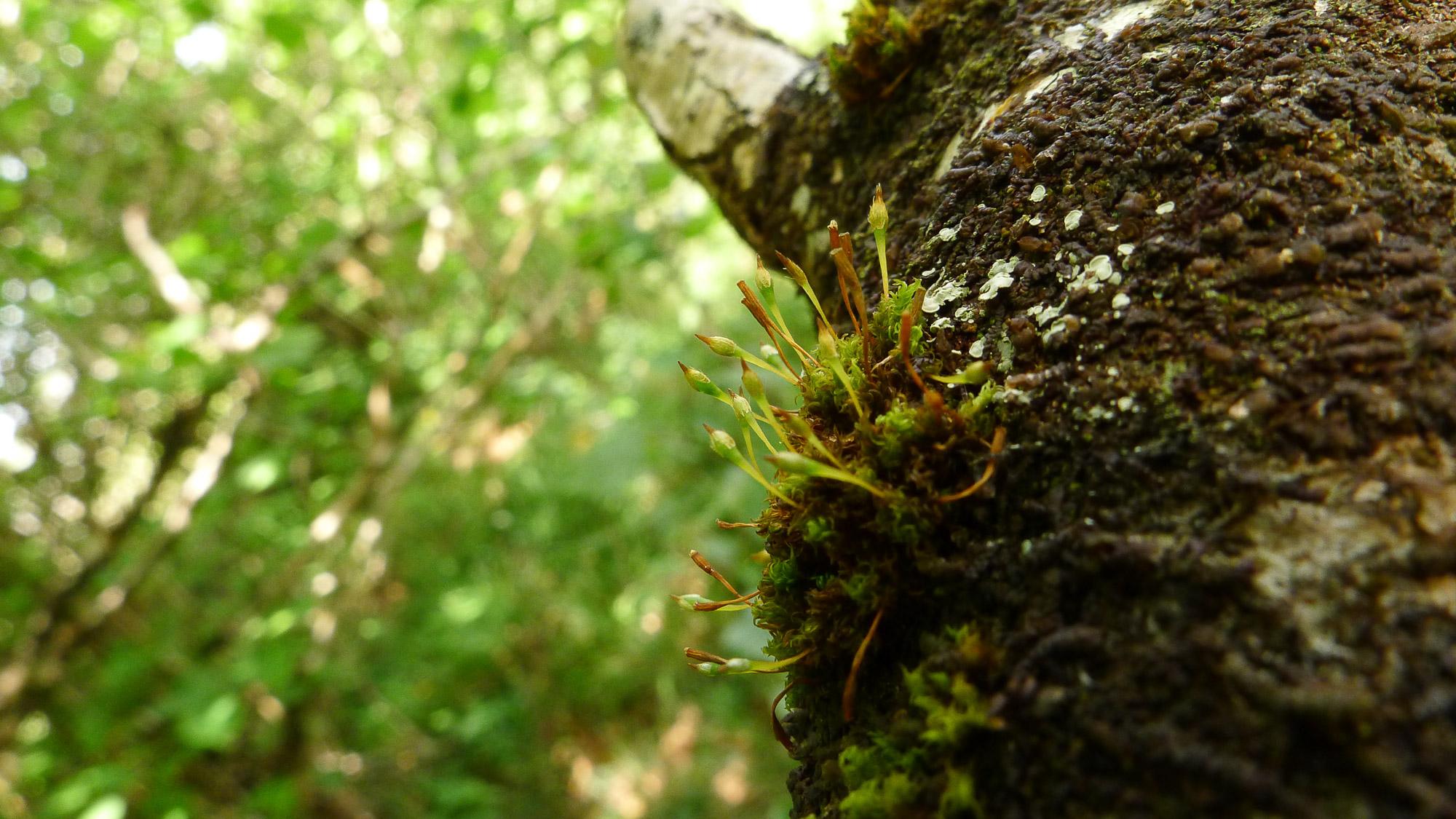 Ulota-calvescens-0517.jpg