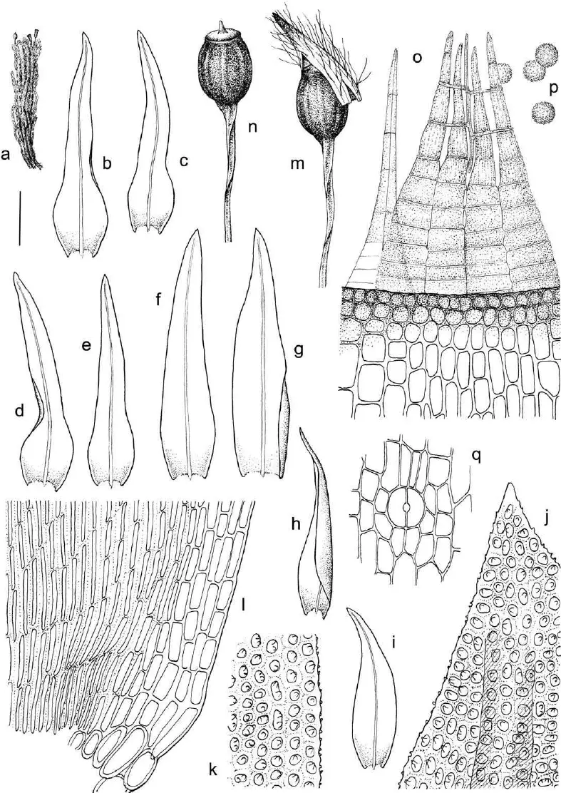 Ulota-curvifolia-A-Plant-B-E-Leaves-F-I-Perichaetial-leaves-J-Top-laminal.png