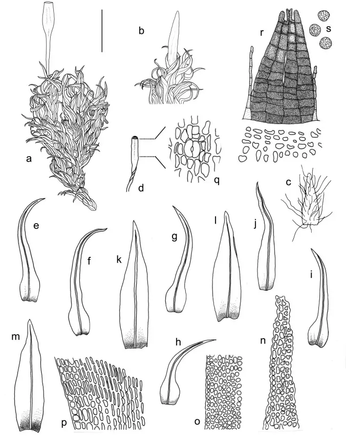 Ulota-fuegiana-Mitt-a-Plant-b-c-Calyptra-d-Capsule-e-i-Leaves-j-m-Perichaetial.png