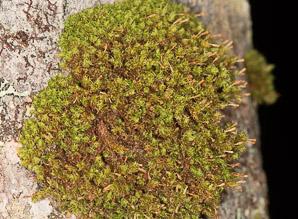 Ulota_crispa-4234545F82.jpg