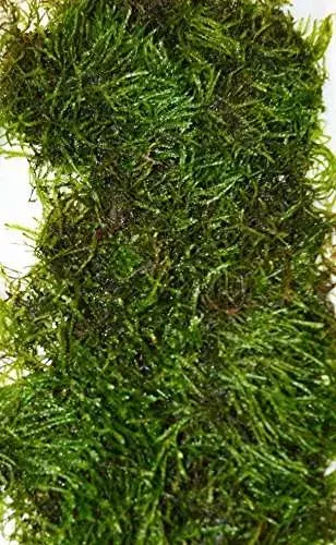 VESICULARIA-LIVE-AQUARIUM-CHRISTMAS-JAVA-MOSS-10g-100g-B01M2YDDMK.jpg