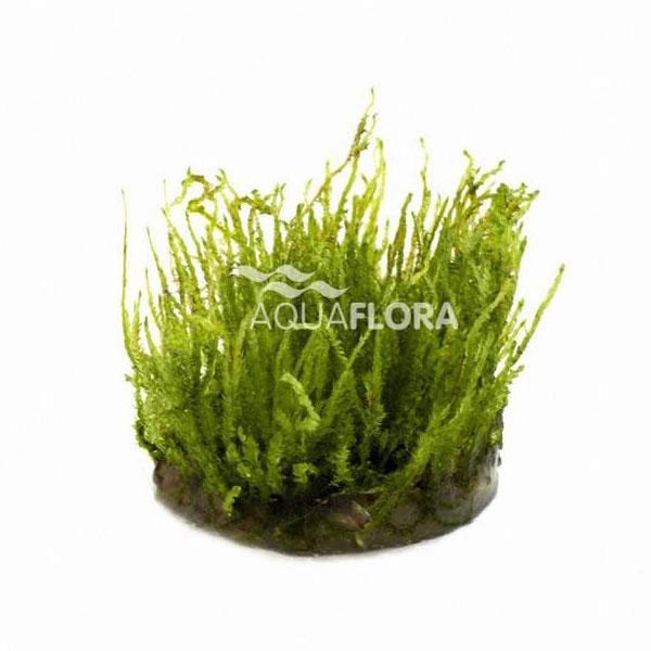 Vesicularia-Species-Creeping-Moss-In-Vitro.jpg