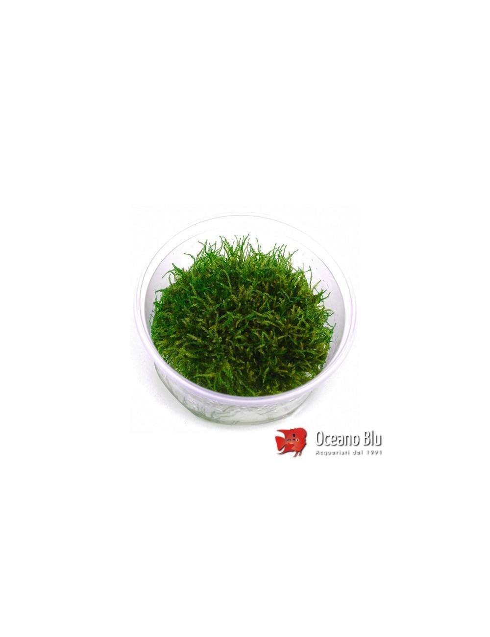 Vesicularia-dubyana-Singapore-Moss-pot.jpg