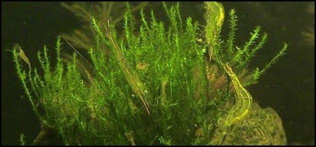 Vesicularia-reticulata-Erect-Moss-copia.jpg