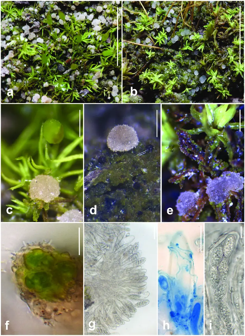 Vezdaea-retigera-a-Greenish-granular-thallus-and-whitish-hemispherical-apothecia-on.png