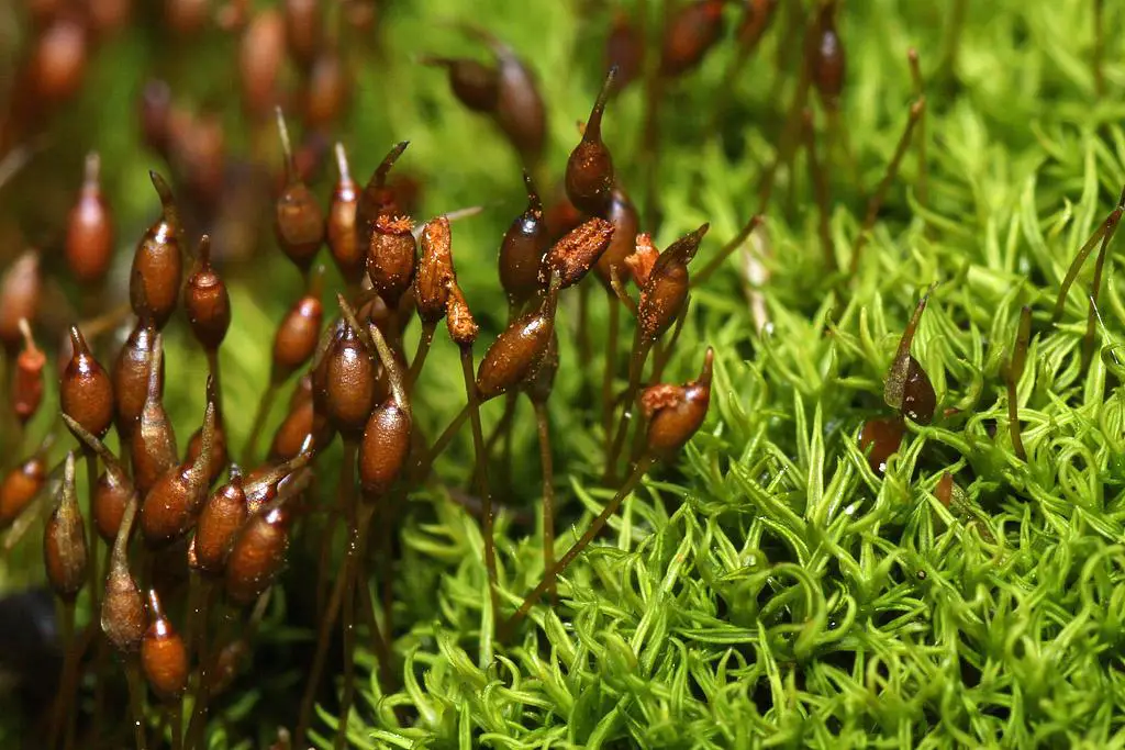 Weissia+controversa+var.+densifolia+%2528Thick-leaved+Stubble-moss%2529+Oxwich+02apr11+%25283a%2529.jpg