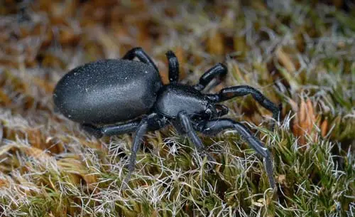 Zelotes-longipes-female-on-moss-Photo-by-Jorgen-Lissner.png