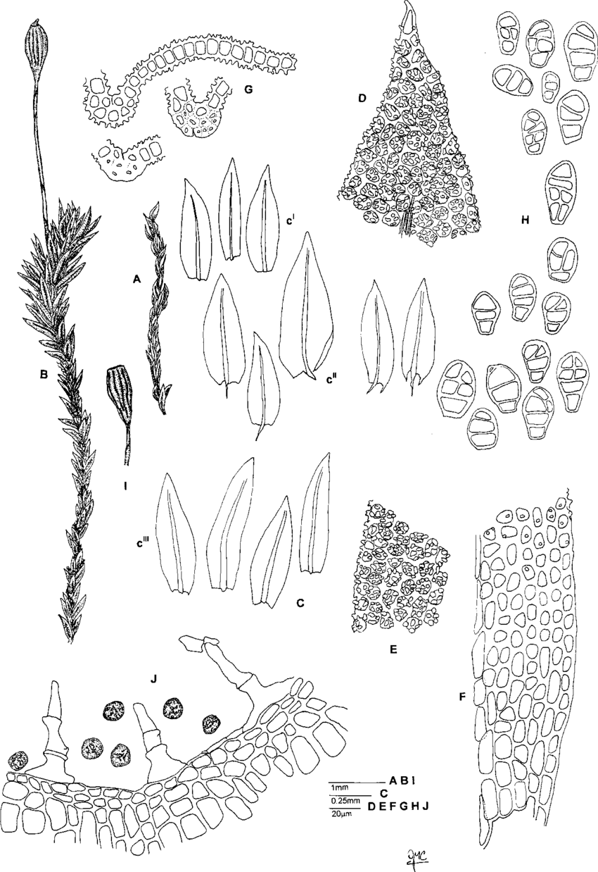 Zygodon-papillatus-Mont-A-Habit-when-dry-B-Habit-when-moist-C-Leaves-D-Leaf-apex.png