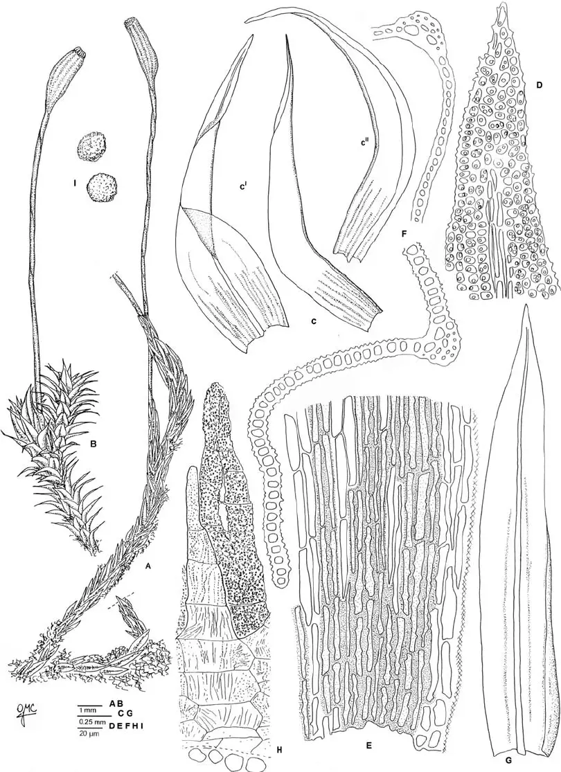 Zygodon-pentastichus-A-Habit-when-dry-B-Habit-when-moist-C-Leaves-D-Apex-E-Leaf.png
