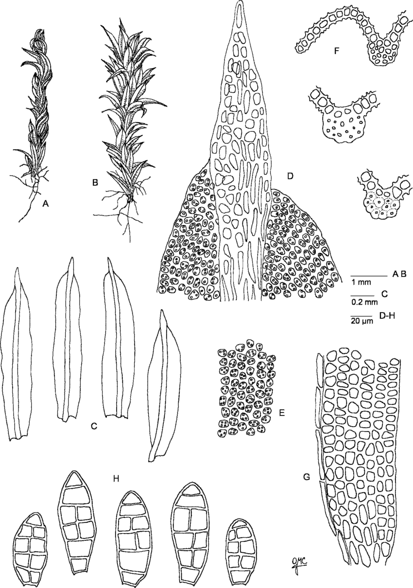 Zygodon-stirtonii-A-Habit-when-dry-B-Habit-when-moist-C-Leaves-D-Leaf-apex-E.png