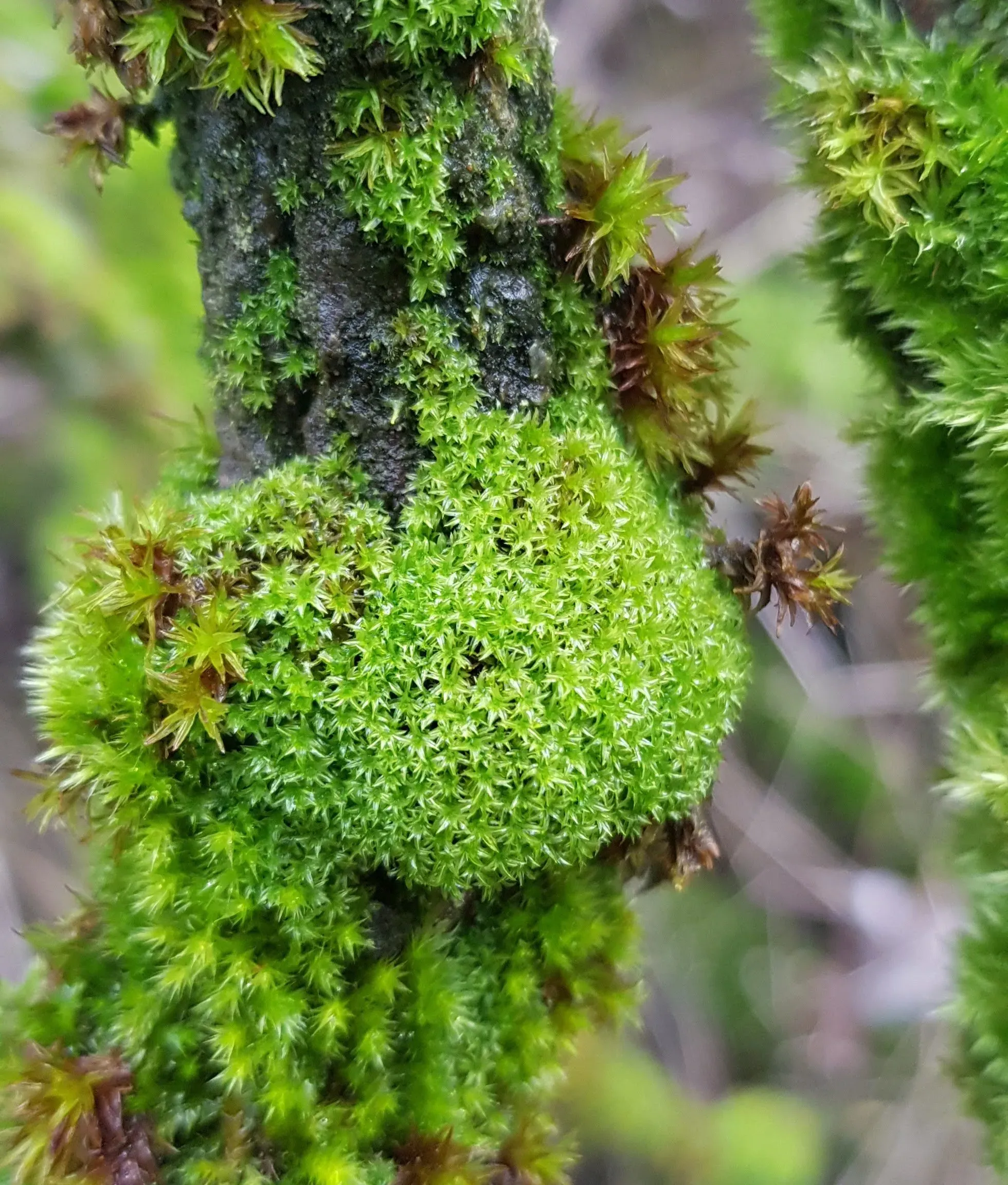 Zygodon-viridissimus-Green-Yoke-moss.jpg