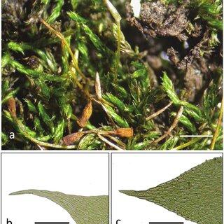 a-Fabronia-brachyphylla-habit-dry-Cairns-WT-392-Meagher-b-leaf-apex-of-F_Q320.jpg