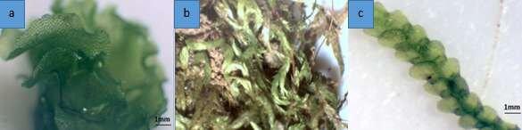 a-Fossombronia-sp-Gametophyte40x-b-Sematophyllum-subpinnatum-Brid-EGBritton.jpg
