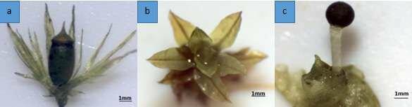 a-Neckeropsis-fimbriata-Gametophyte-with-sporophyte30x-b-Hyophila-involuta.jpg