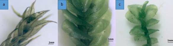 a-Philonotis-hastata-Gametophyte50x-b-Jungermannia-appressifolia-Mitt-Gametophyte.jpg