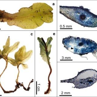 a-b-Symphyogyna-circinata-BCRU-5497-a-Overall-appearance-of-the-thallus-b-Cross_Q320.jpg