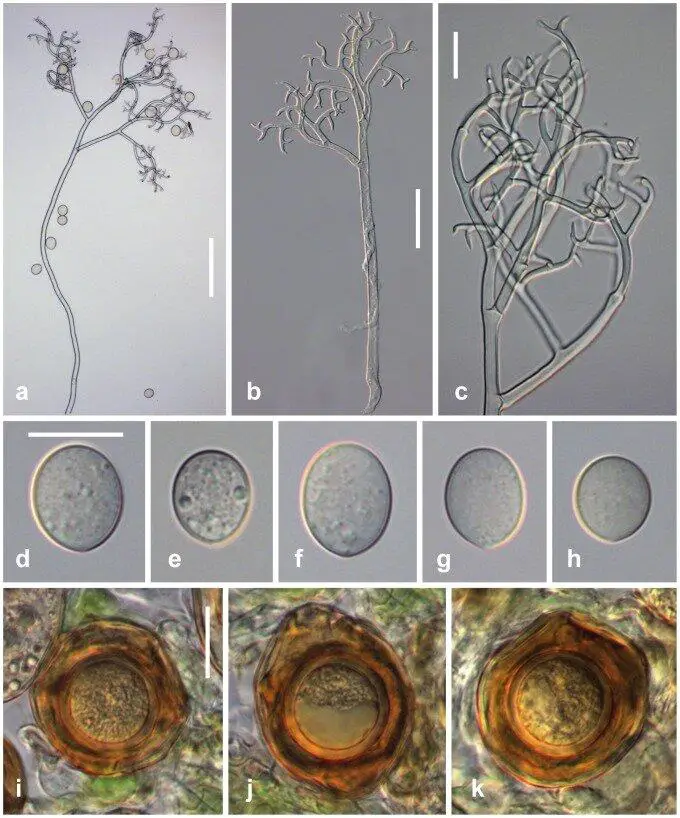 a-b-conidiophores-c-ultimate-branchlets-d-h-conidia-i-k-oogonia-and-oospores.png