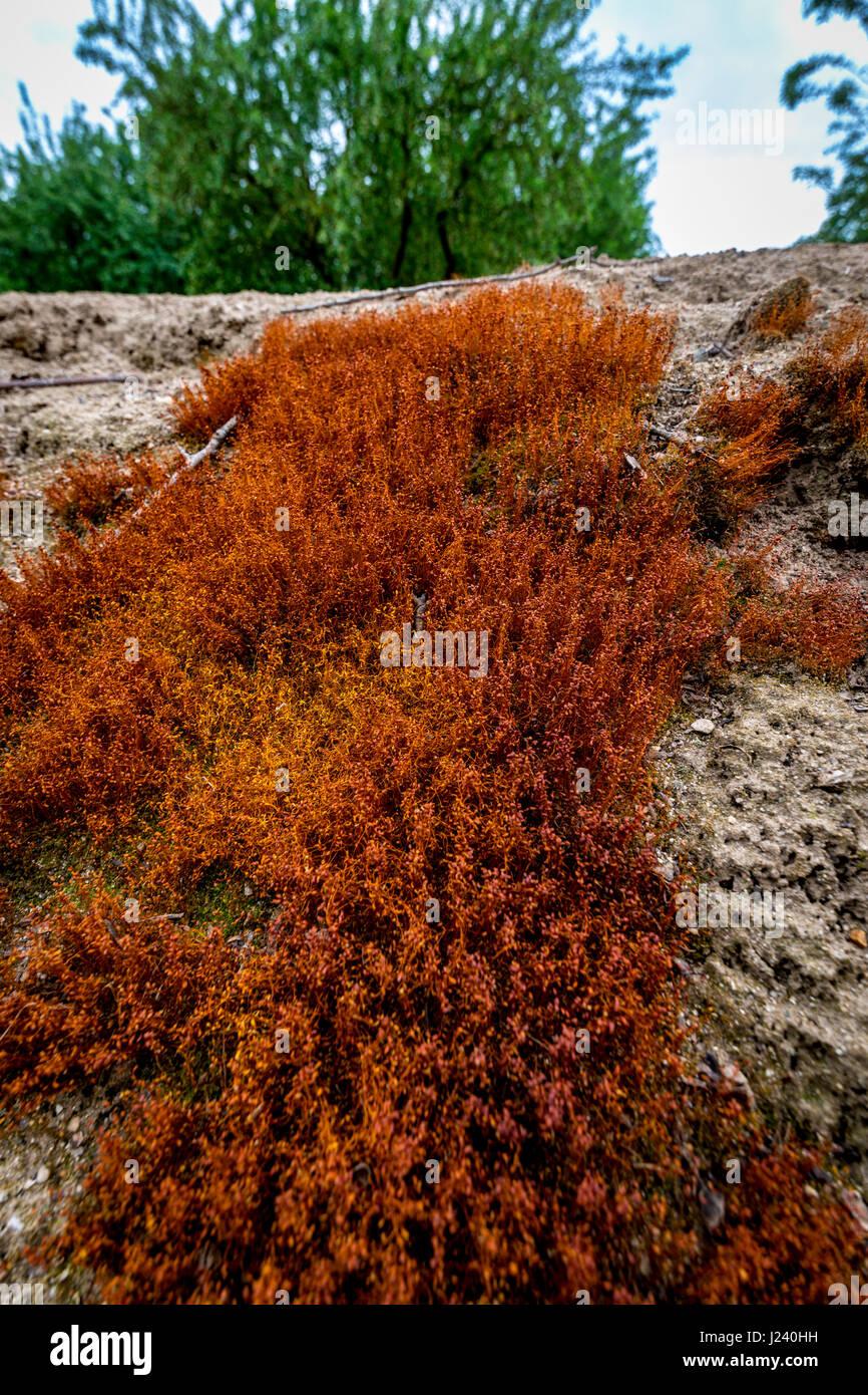 a-bryum-capillare-moss-growing-in-a-california-san-joaquin-valley-J240HH.jpg