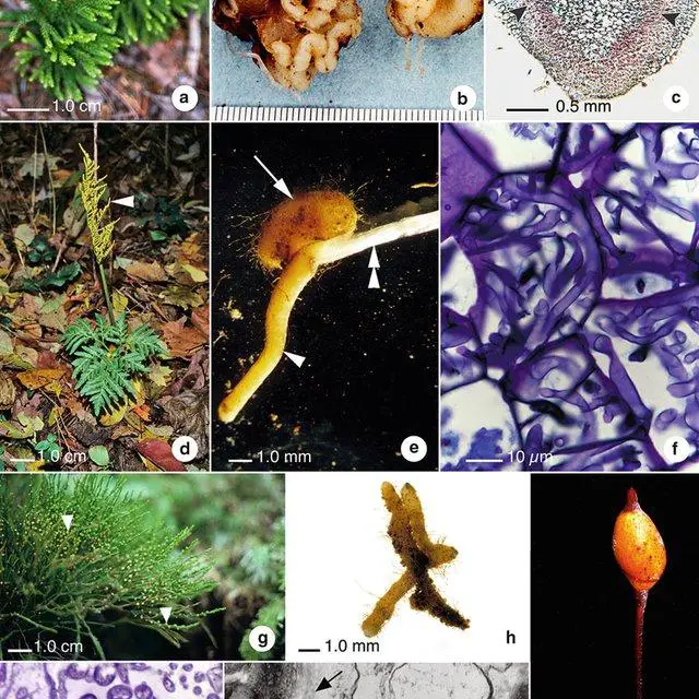 a-c-Lycopodiaceae-d-f-Ophioglossaceae-g-j-Psilotaceae-a-Lycopodium_Q640.jpg