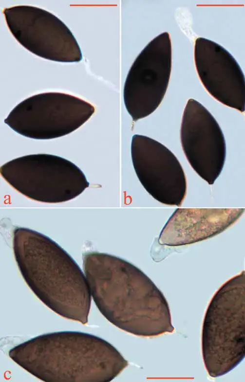 a-c-Schizothecium-curvuloides-var-megasporum-a-c-spores-Scale-bars-a-b-30-m-c.png