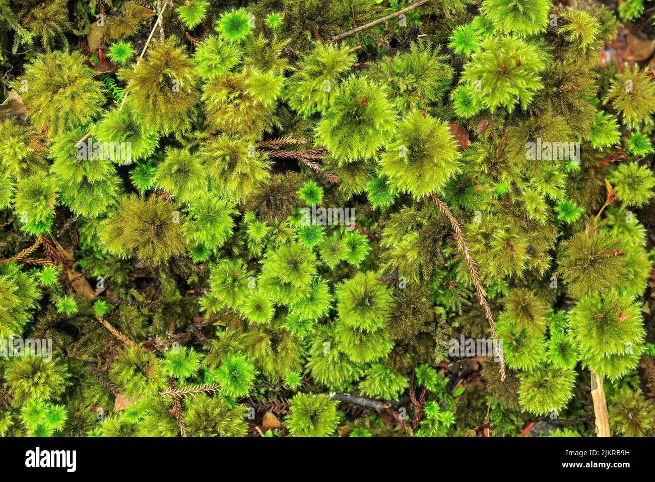 a-carpet-of-umbrella-moss-hypopterygium-sp-growing-on-the-forest-floor-found-on-ulva-island-new-zealand-2JKRB9H.jpg