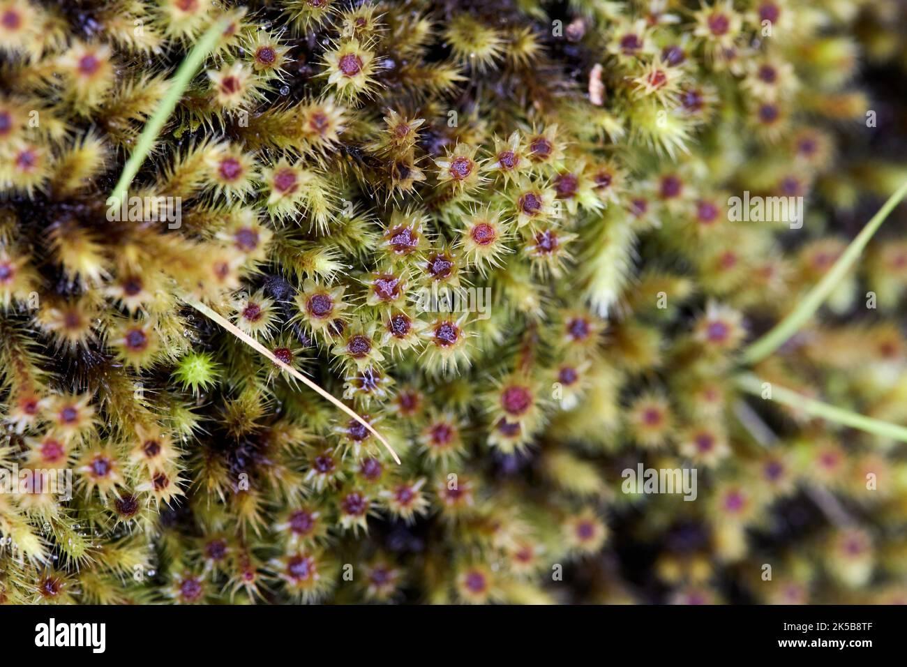 a-close-up-shot-of-breutelia-affinis-moss-texture-2K5B8TF.jpg