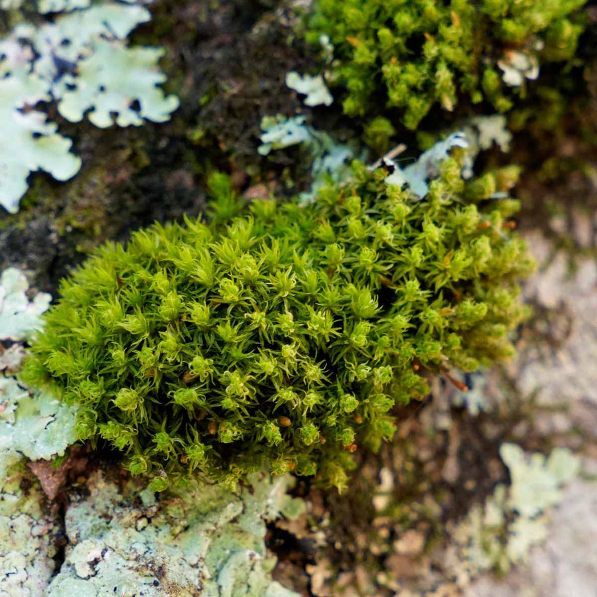 a-crisped-moss-ulota-sp..jpg