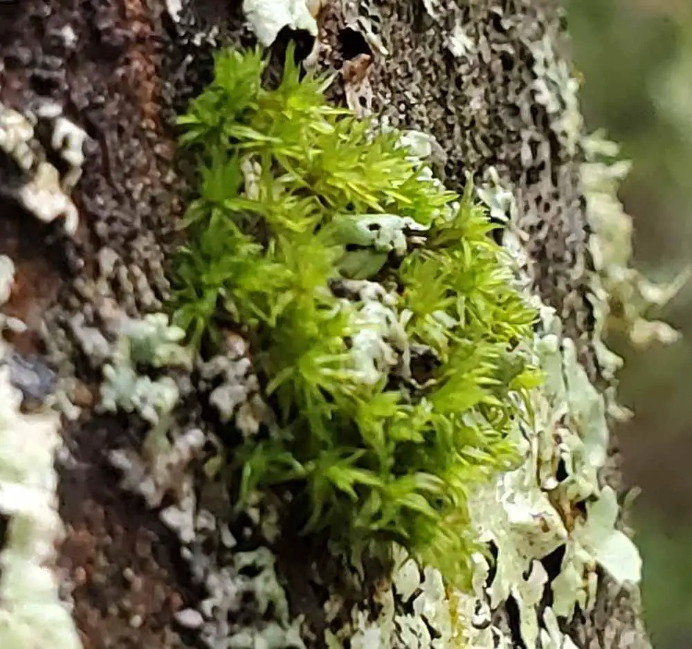 a-crisped-moss-ulota-sp.-pl.jpg