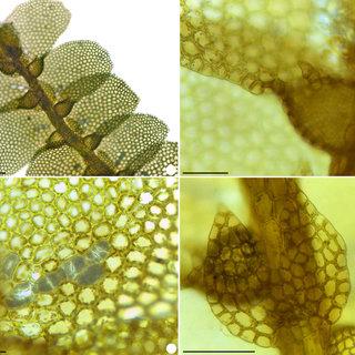 a-d-Ceratolejeunea-ceratantha-a-stem-portion-b-lobule-c-ocelli-d-underleaves_Q320.jpg