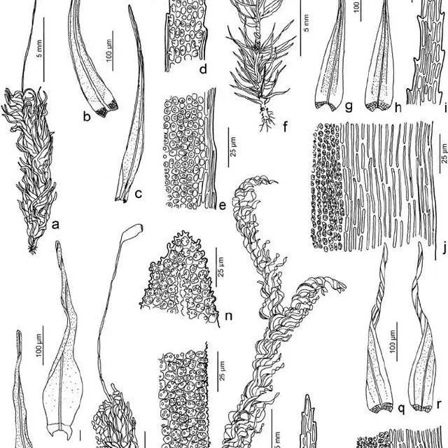 a-e-Leucoloma-cruegerianum-a-Gametophyte-with-sporophyte-b-c-Leaves-d-Leaf_Q640.jpg