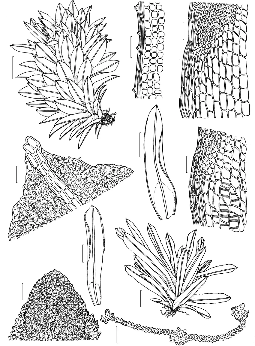a-e-Syrrhopodon-africanus-subsp-graminicola-a-habit-b-upper-marginal-cells-c.png
