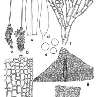 a-h-Hyophila-rosea-Williams-a-Dry-plant-5-b-wet-plant-5-c-leaf-15-d_Q320.jpg